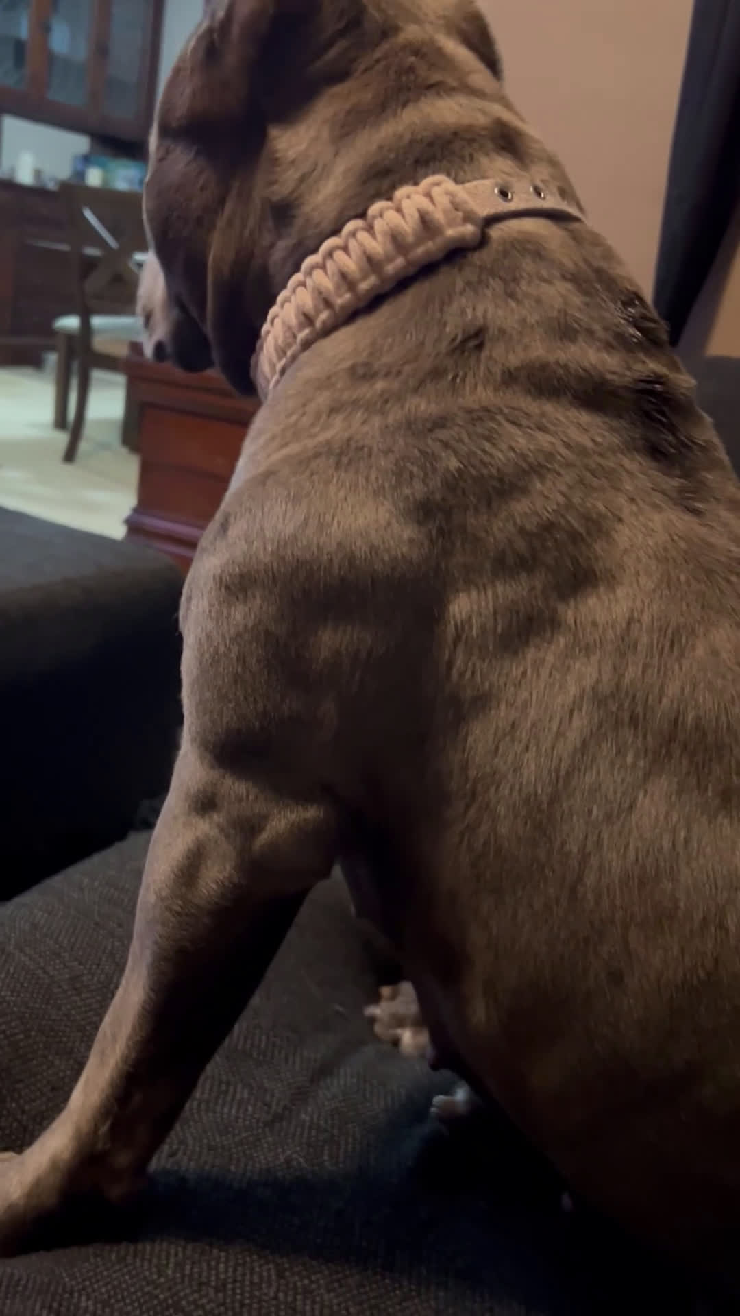 American Bully dogs for sale: Kenya Monroe - Video 2