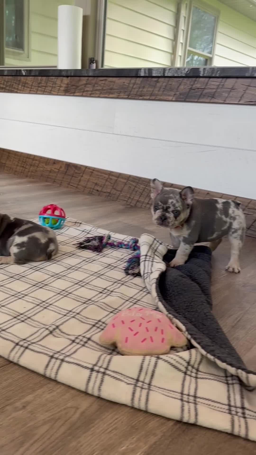 French Bulldog dogs for sale: Janie - Video 1