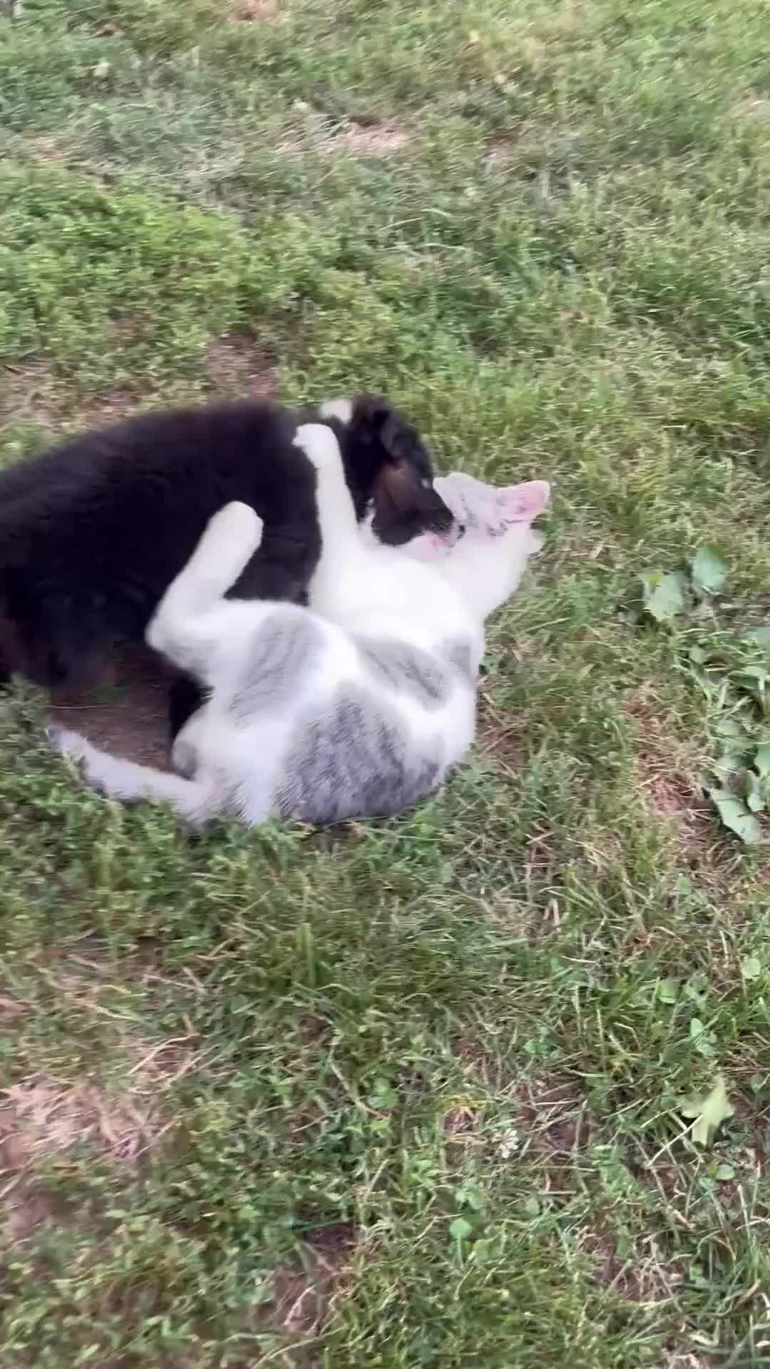 Australian Shepherd dogs for sale: Biscuit - Video 2