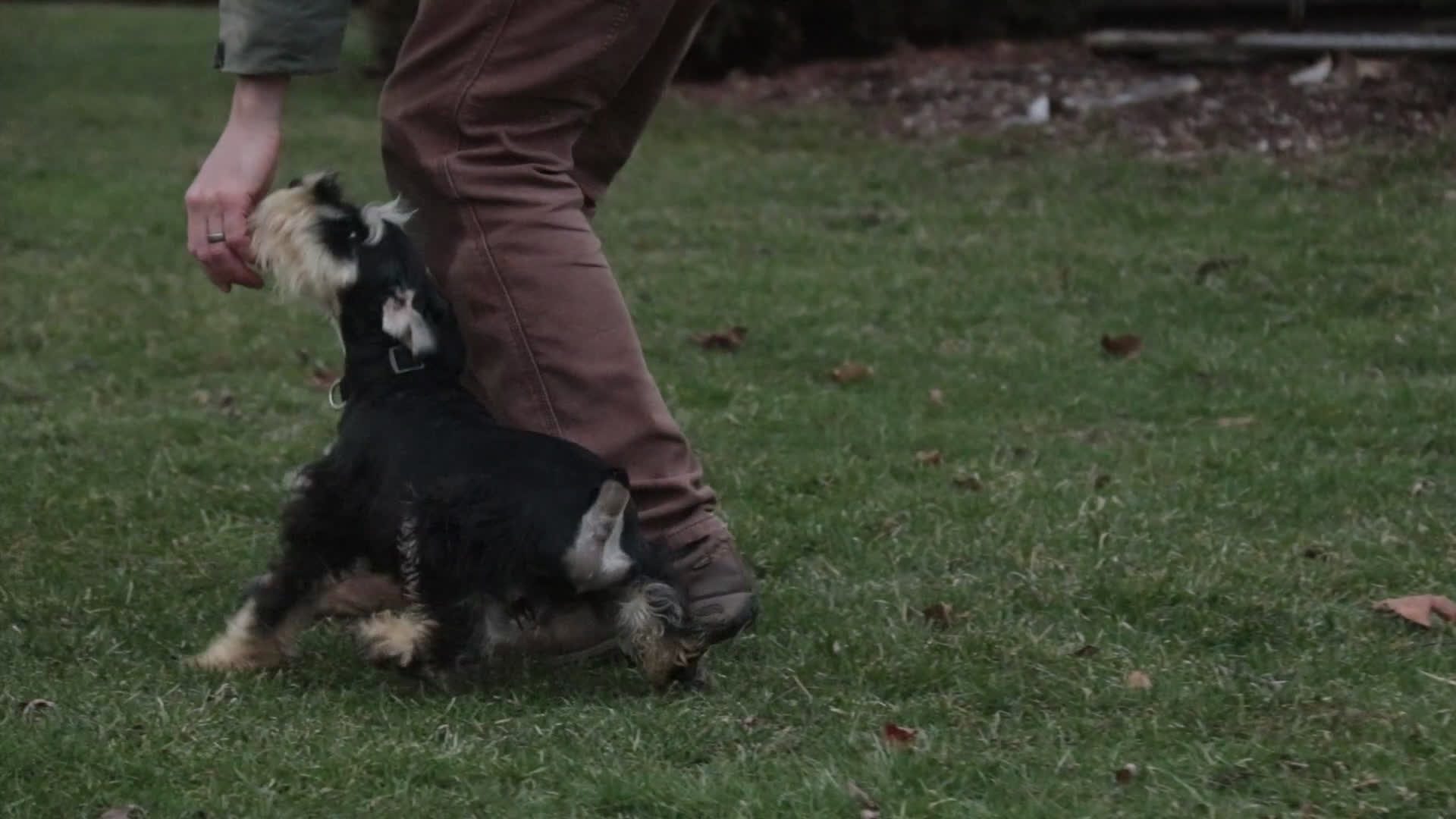 Miniature Schnauzer dogs for sale: Johann - Video 1