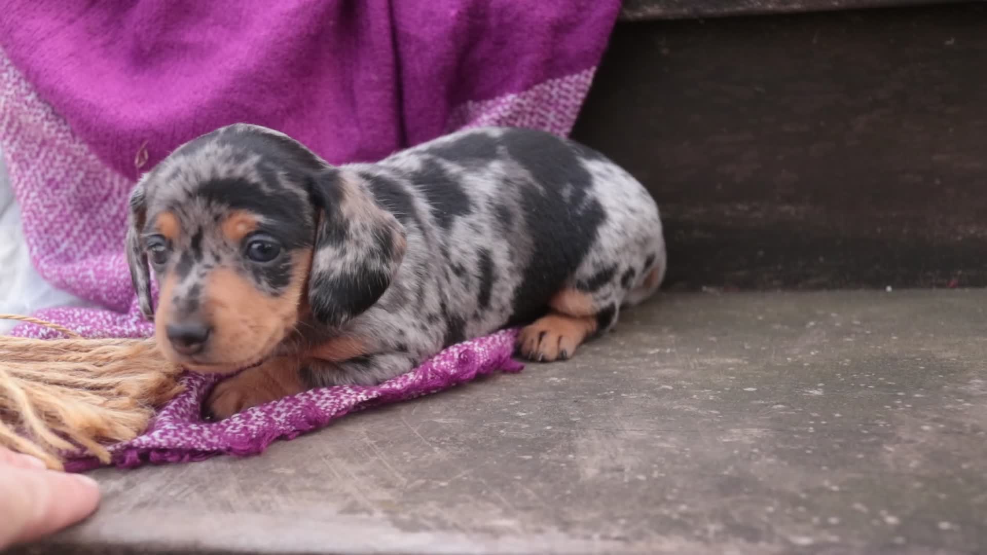 Miniature Dachshund dogs for sale: LuLu - Video 1