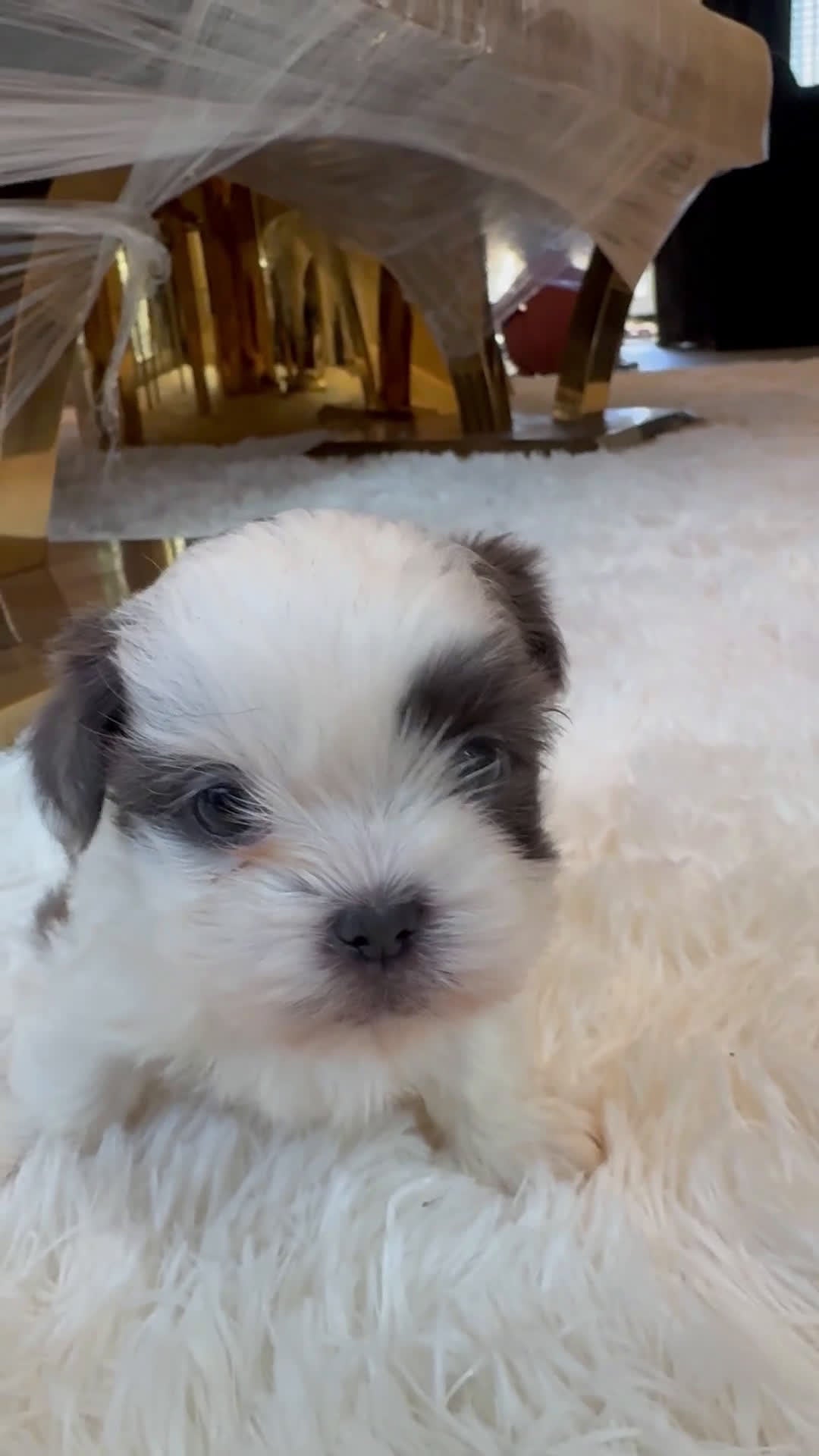 Shih Tzu dogs for sale: Shih Tzu Puppy 3 - Video 1