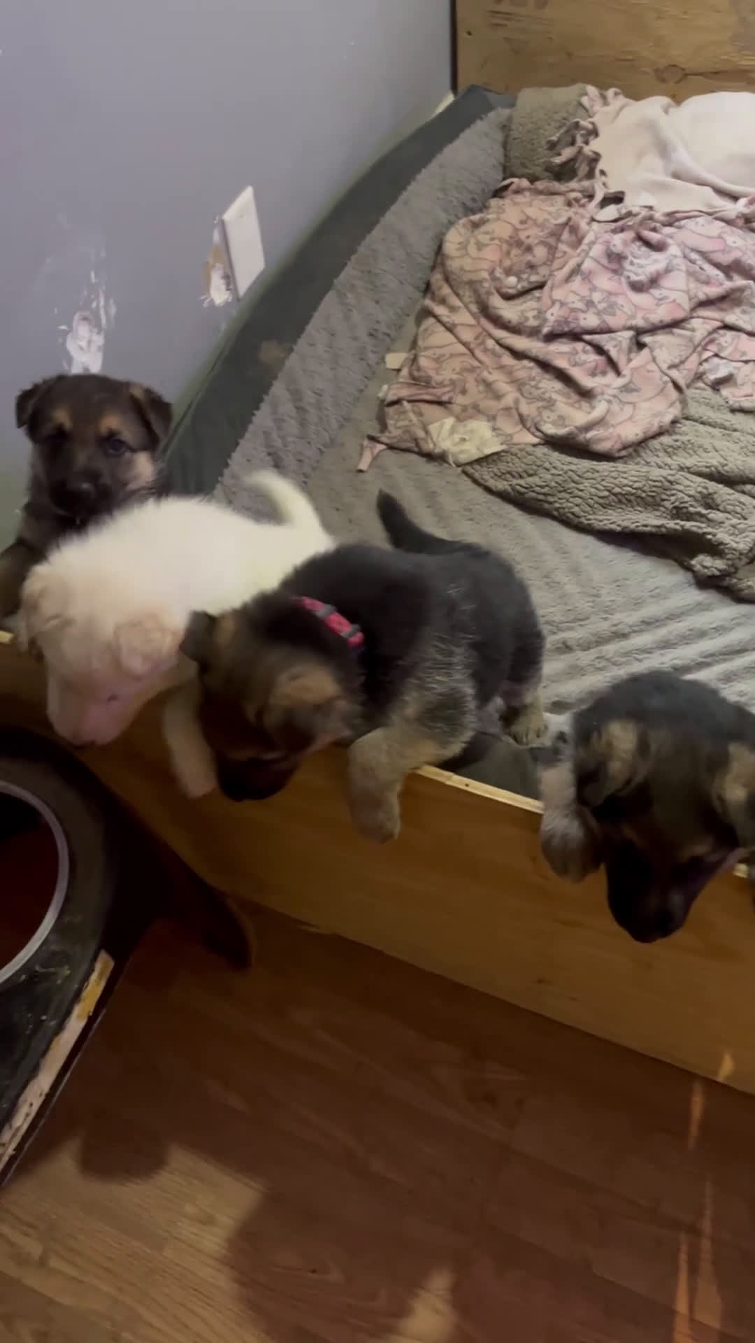 German Shepherd dogs for sale: Hershey  - Video 1