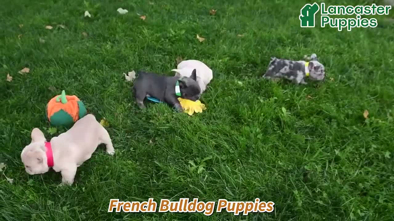 French Bulldog dogs for sale: Winnie - Video 1