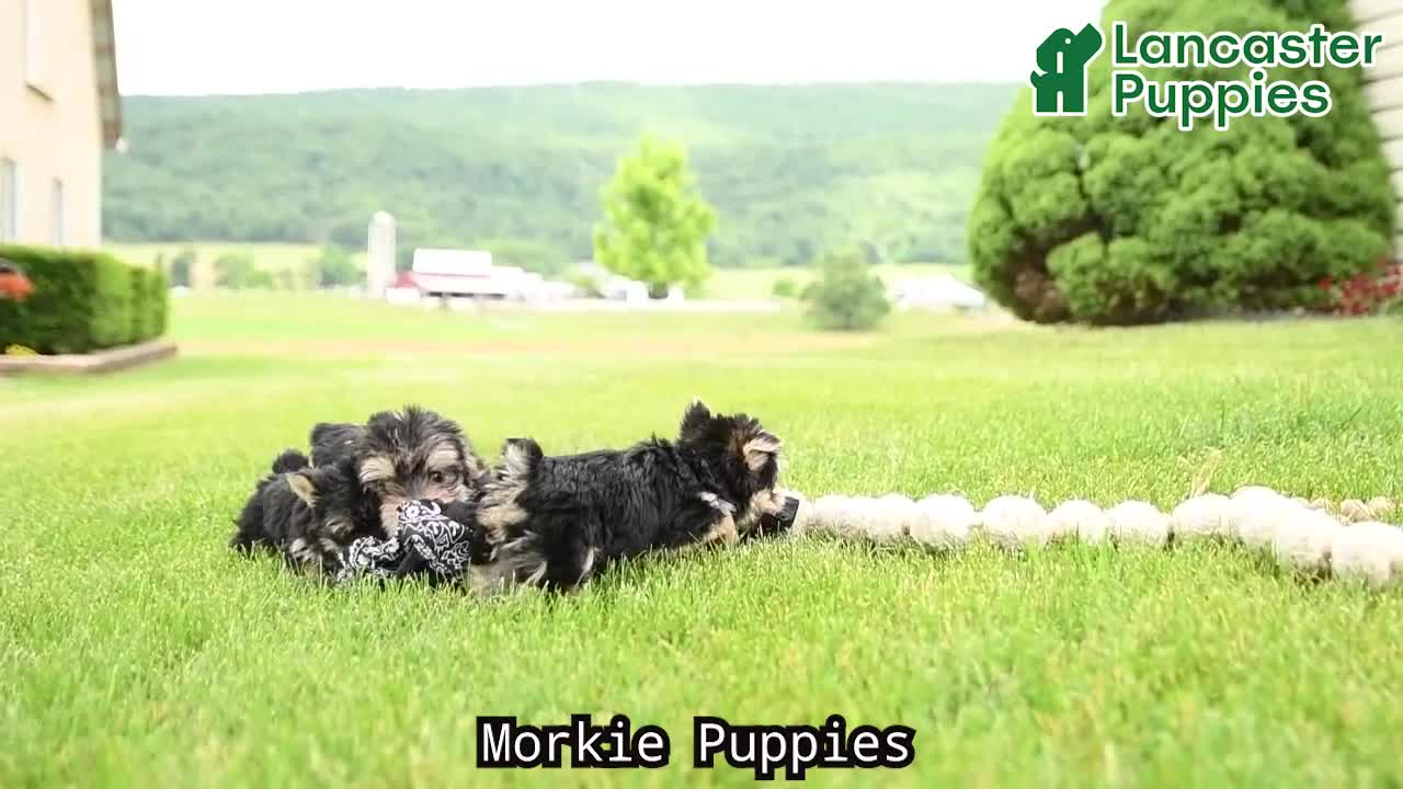 Morkie dogs for sale: Baxter - Video 1
