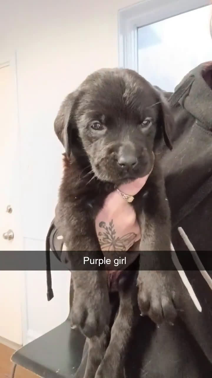 Mixed Breed dogs for sale: Mixed Breed Puppy 5 - Video 1