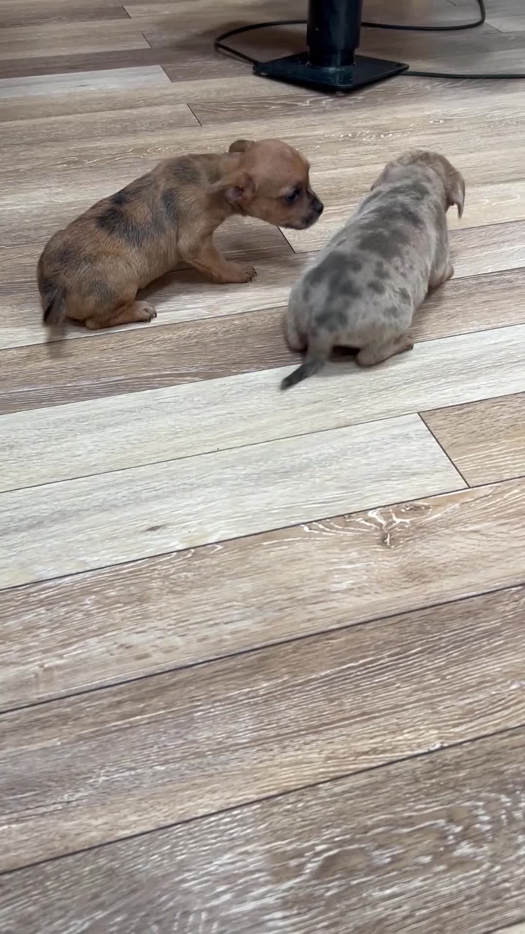 Mixed Breed dogs for sale: Beauty  - Video 2