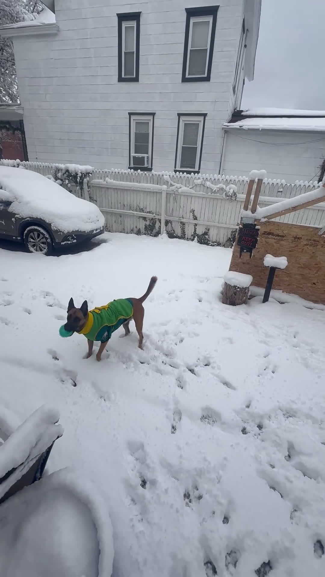 Belgian Malinois dogs for stud: Beast bandit the beast  - Video 7