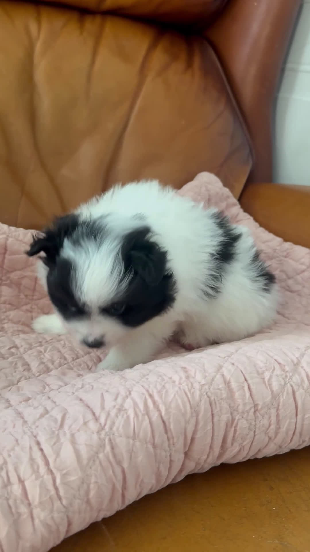 Pomeranian dogs for sale: Pomeranian Puppy 2 - Video 1