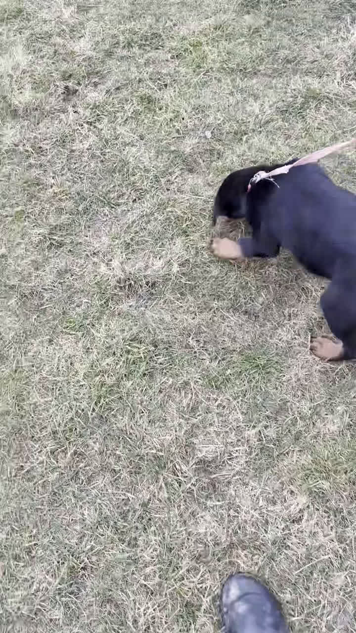 Rottweiler dogs for sale: Anya - Video 1