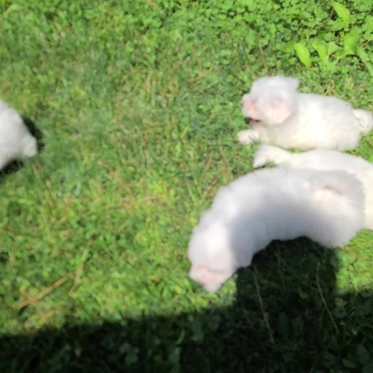 Maltese dogs for sale: Tripp - Video 1