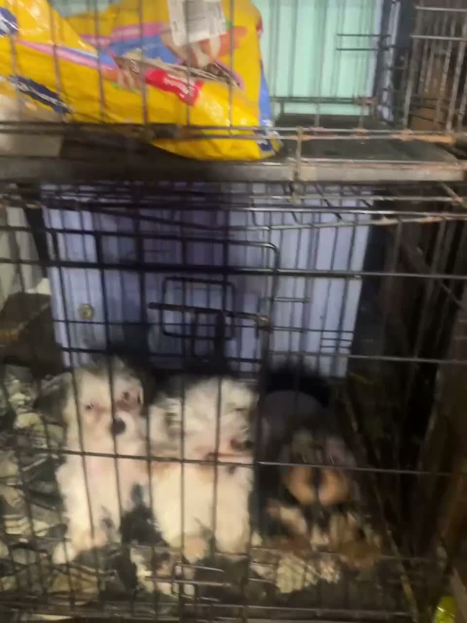 Yorkshire Terrier dogs for sale: Yorkshire Terrier 2 - Video 1