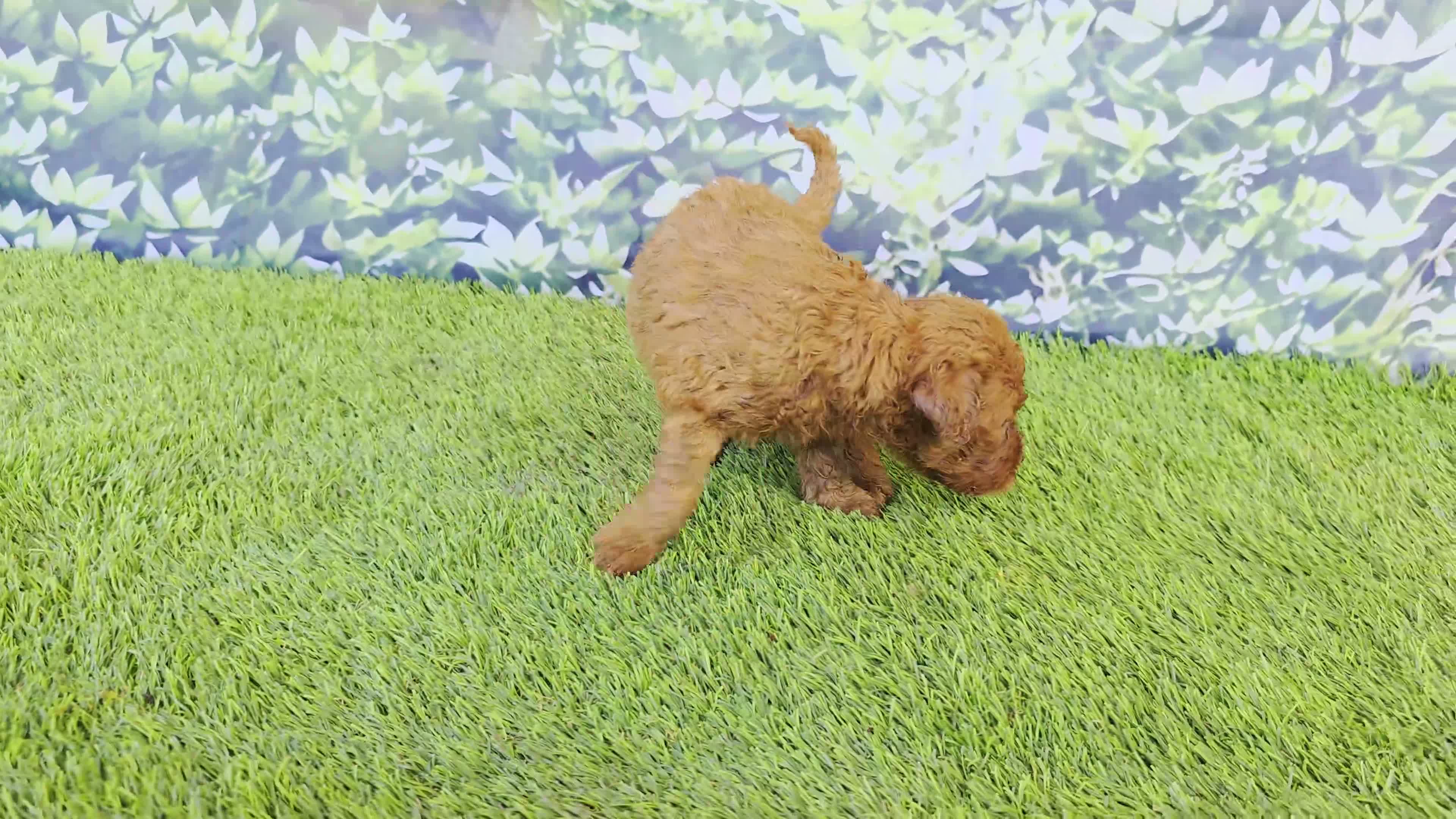 Goldendoodle dogs for sale: Millie - Video 1