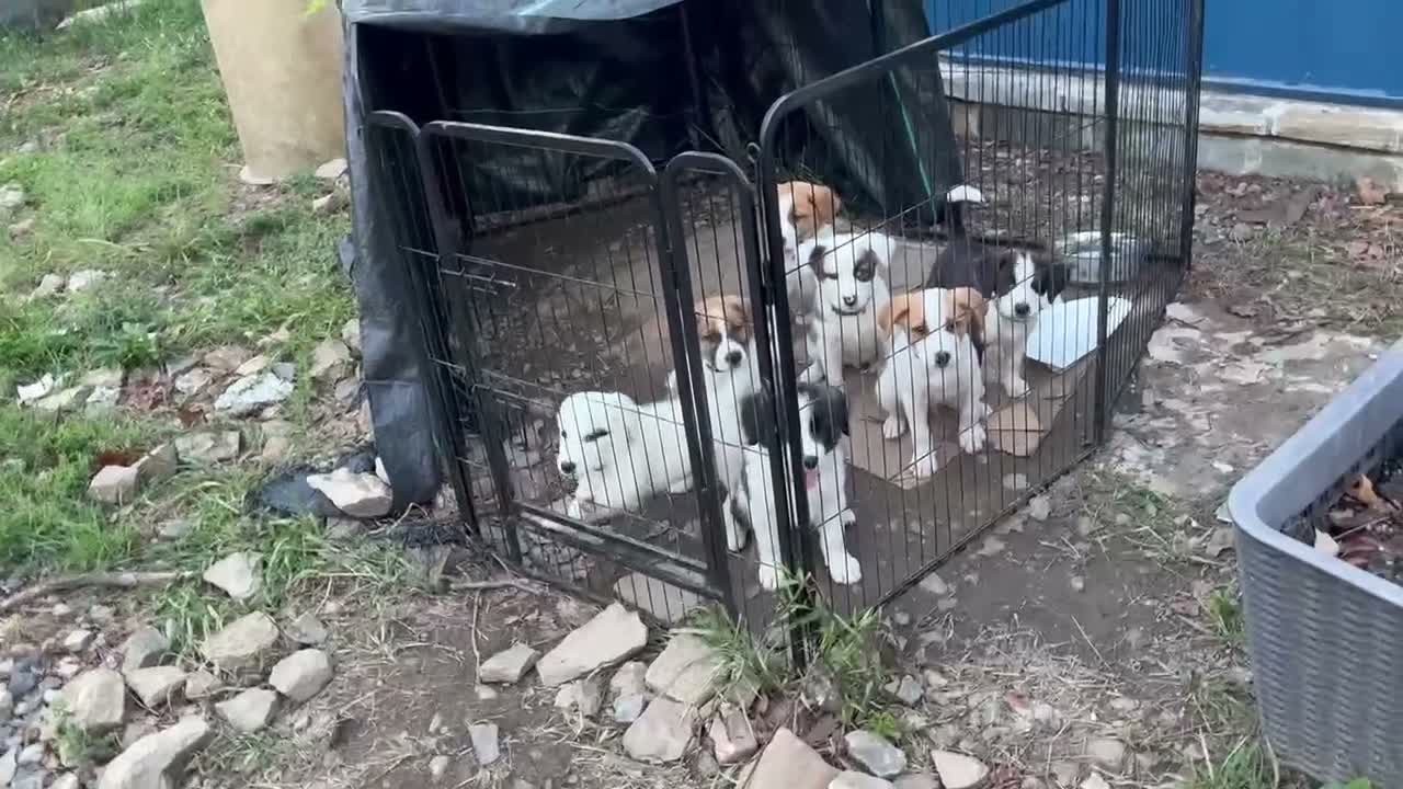 Mixed Breed dogs for sale: Mixed Breed Puppy #5 - Video 1