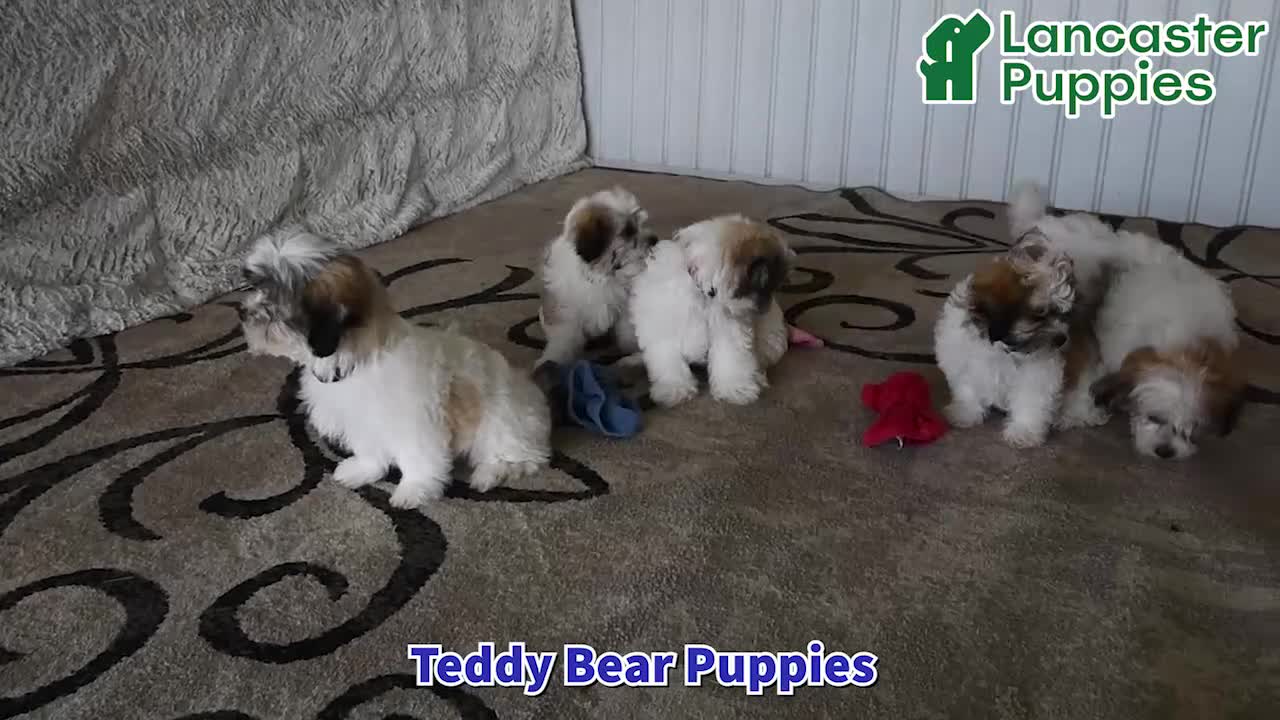 Teddy Bear dogs for sale: Otis - Video 1