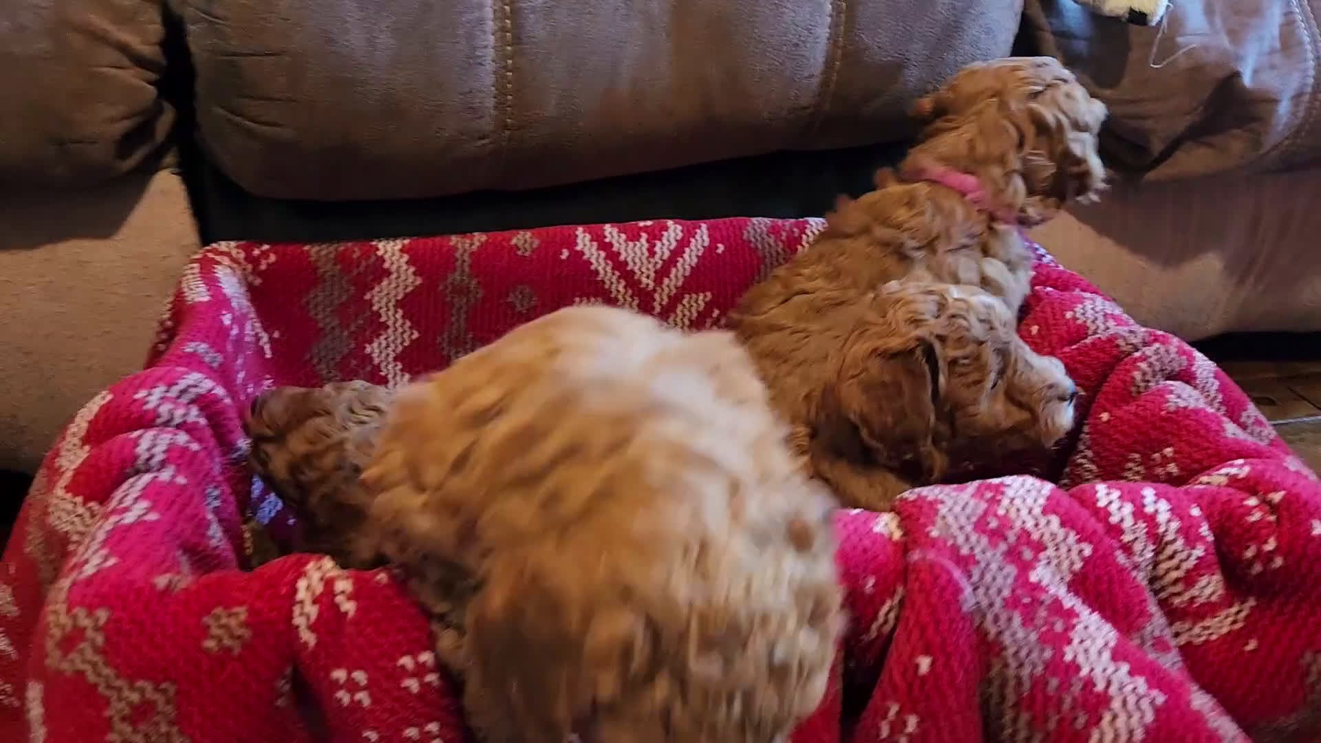 Mini Goldendoodle dogs for sale: Bruno - Video 1