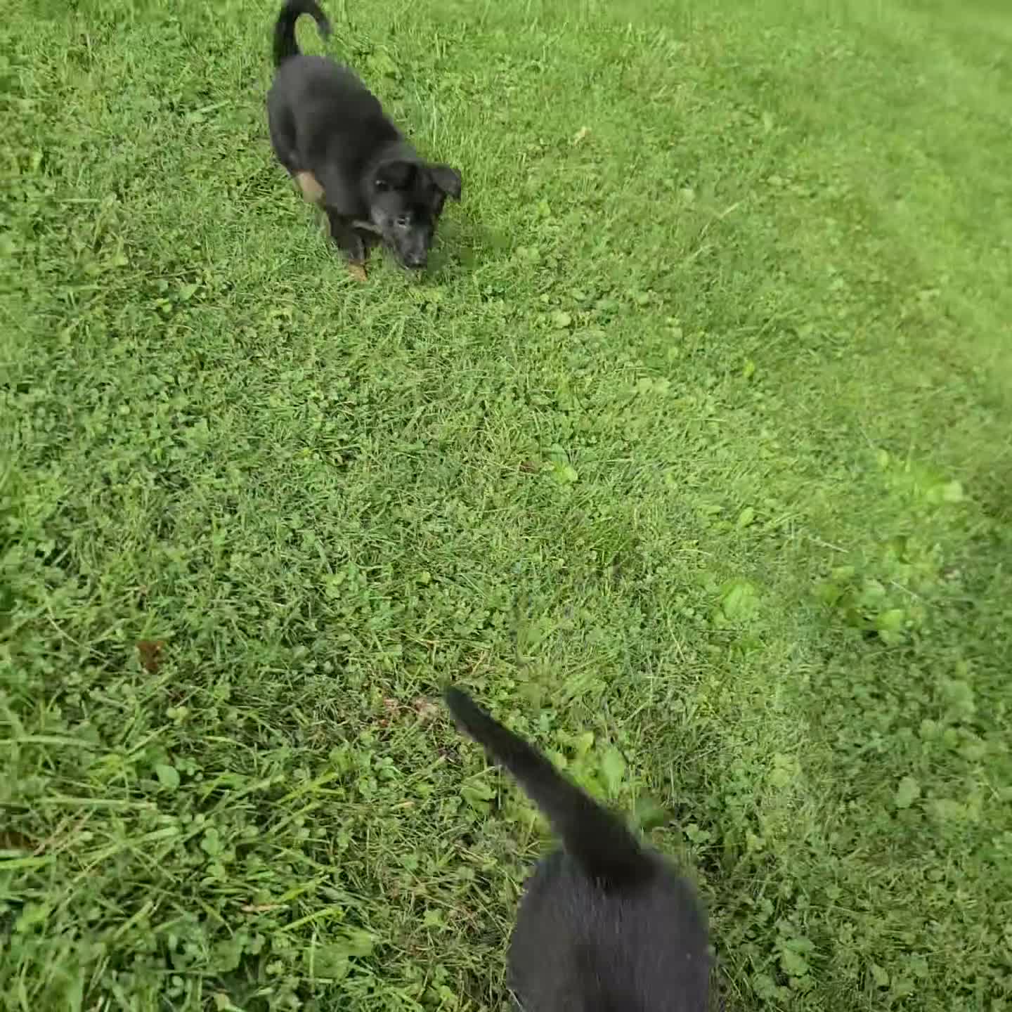 German Shepherd dogs for sale: Lexi - Video 2