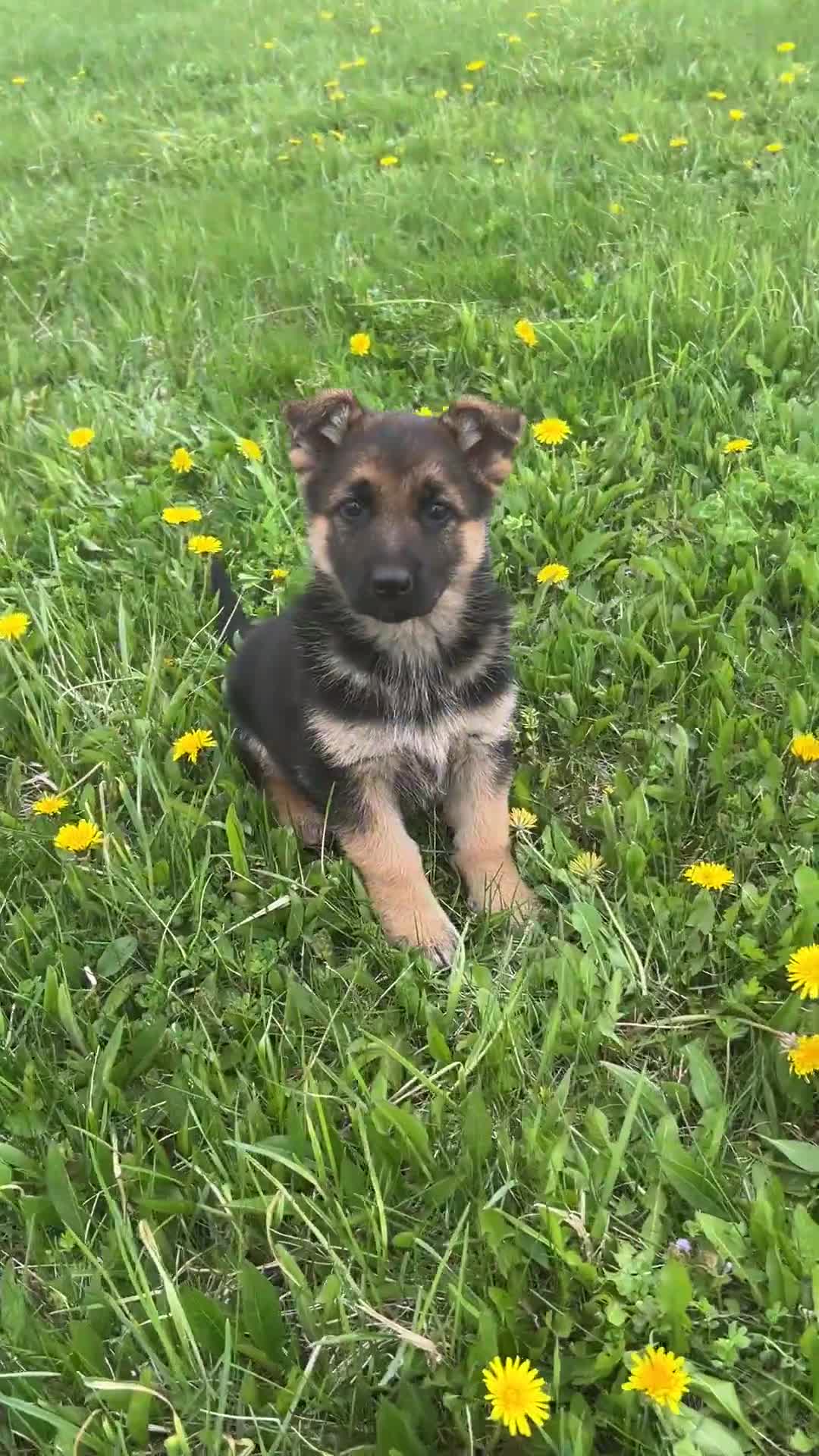German Shepherd dogs for sale: Lemon - Video 1