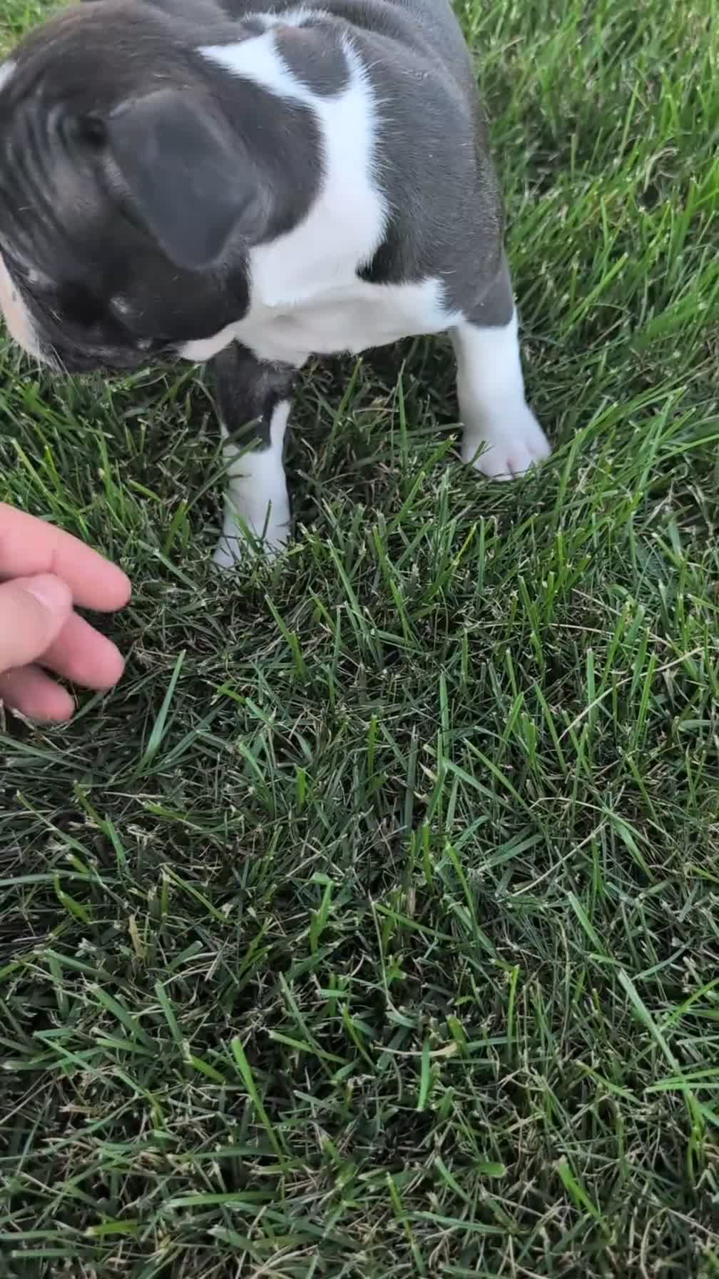Boston Terrier dogs for sale: Turbo - Video 1
