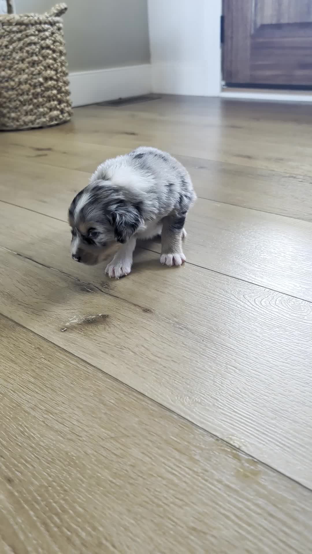 Australian Shepherd dogs for sale: Rusty: Male Merle Standard Australian Shepherd - Video 1
