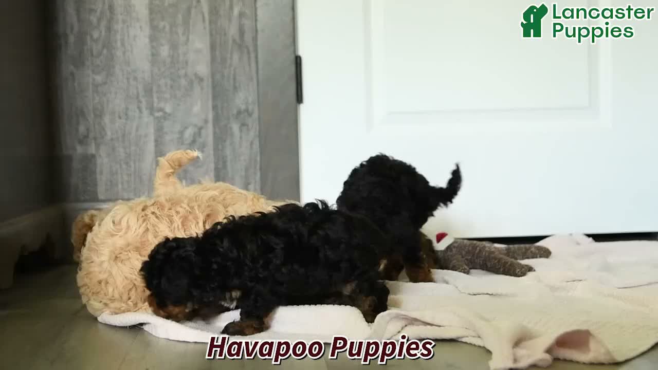 Havapoo dogs for sale: Diamond - Video 1