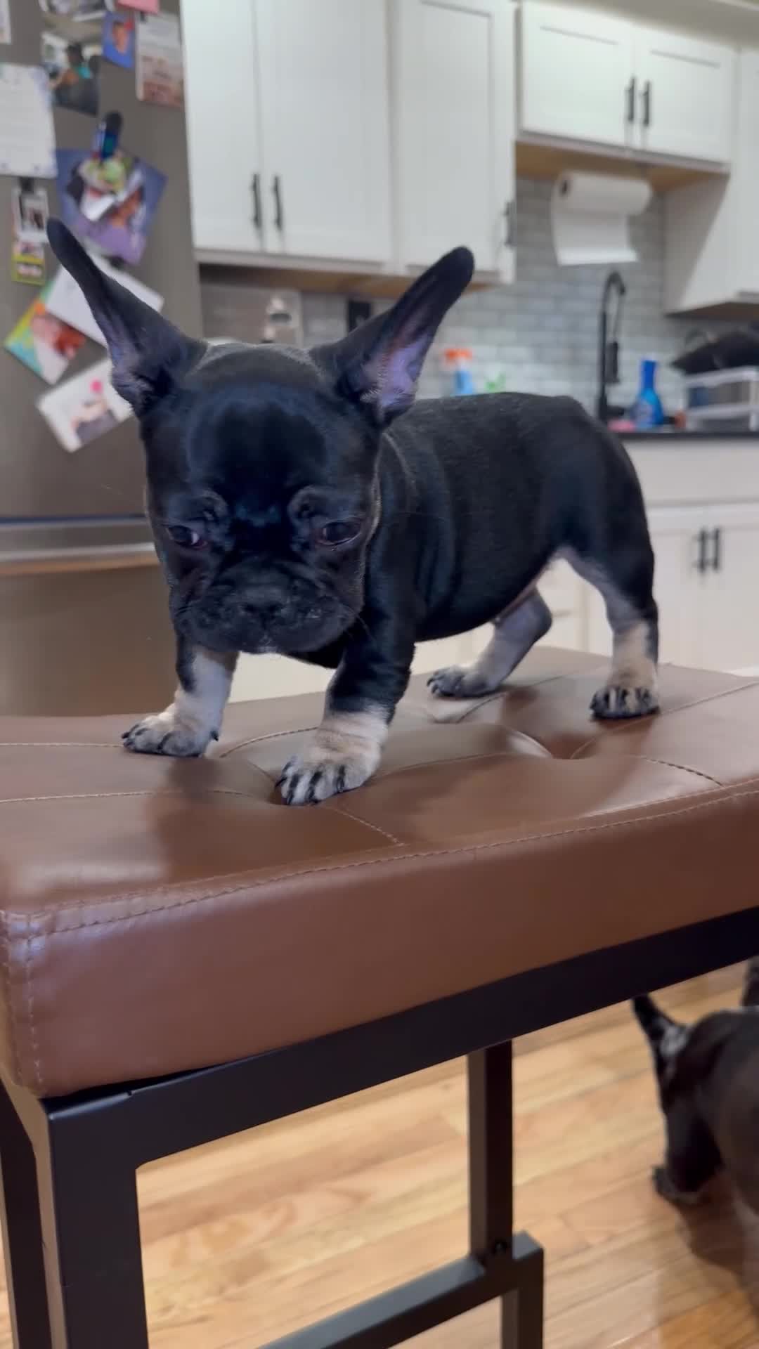 French Bulldog dogs for sale: Sapphire - Video 1