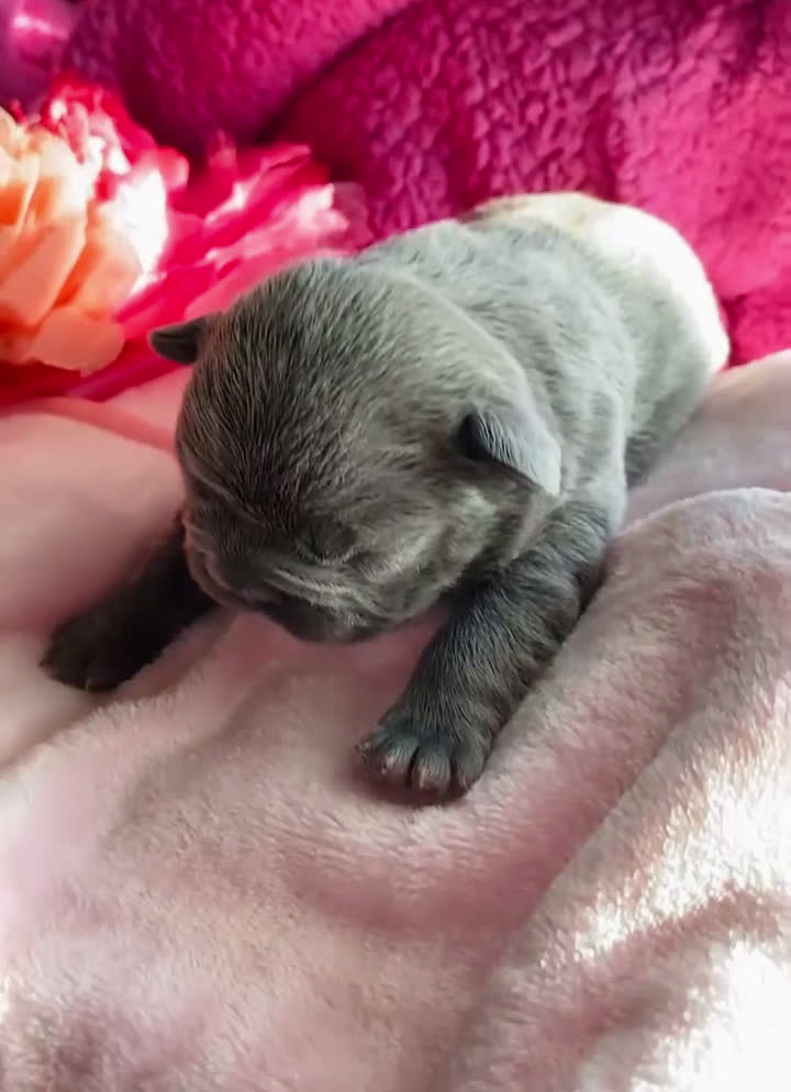 French Bulldog dogs for sale: French Bulldog Puppy 5 - Video 1