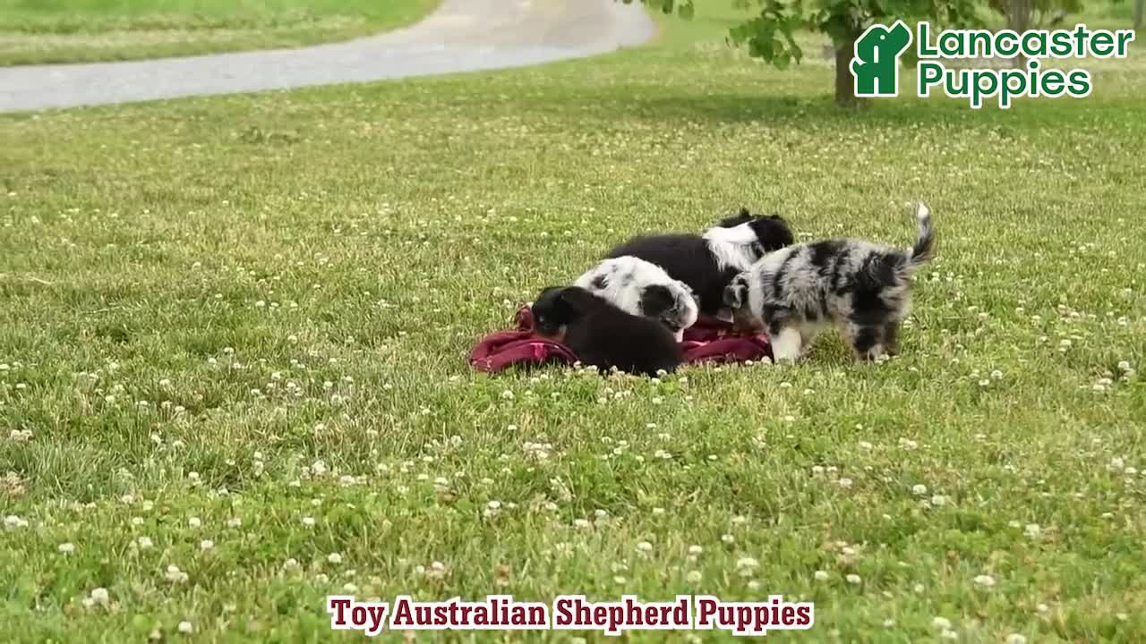Toy Australian Shepherd dogs for sale: Andrea - Video 1