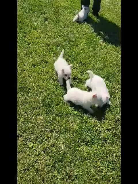 West Highland Terrier dogs for sale: Baxter - Video 1