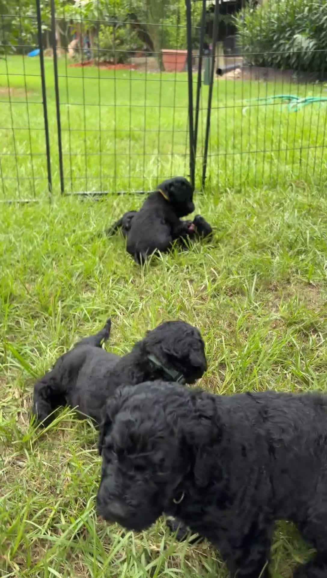 Goldendoodle dogs for sale: Tatter-Tot - Video 1