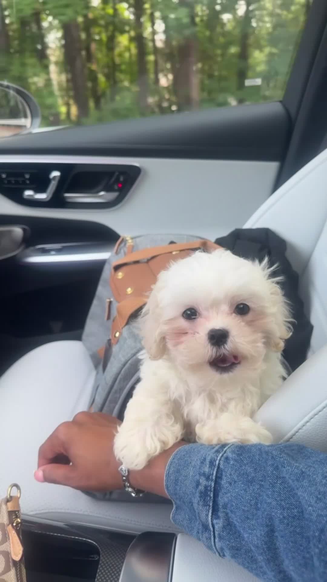 Teddy Bear dogs for sale: Teddy Bear 1 - Video 2
