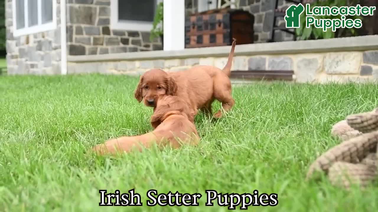Irish Setter dogs for sale: Cutie - Video 1