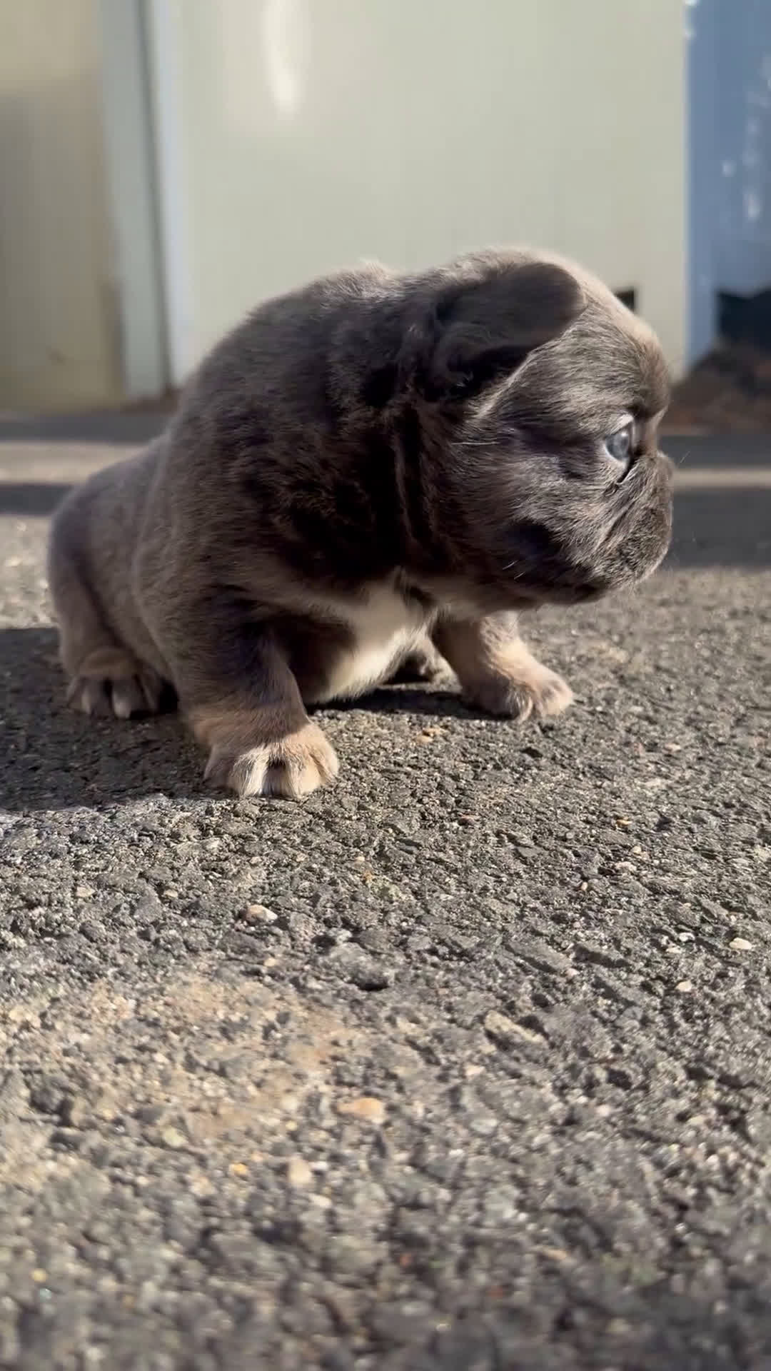 French Bulldog dogs for sale: Teddy - Video 1