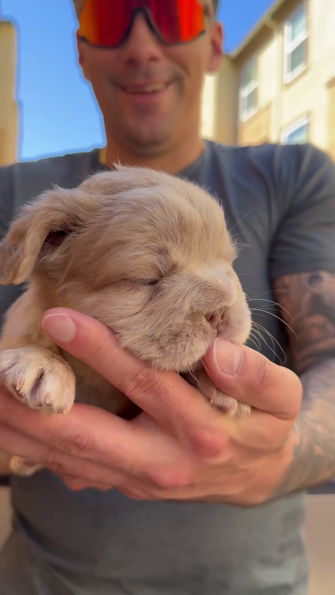 French Bulldog dogs for sale: Ace Boogie - Video 5