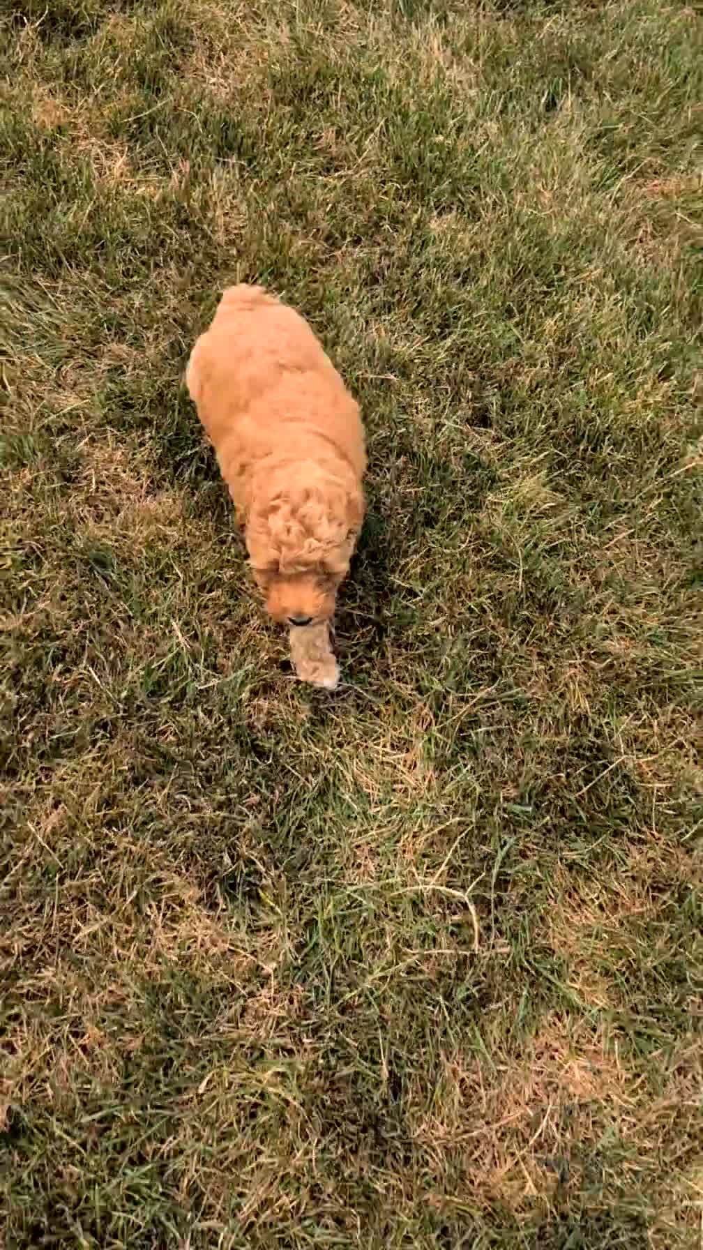 Miniature Poodle dogs for sale: Sienna - Video 1