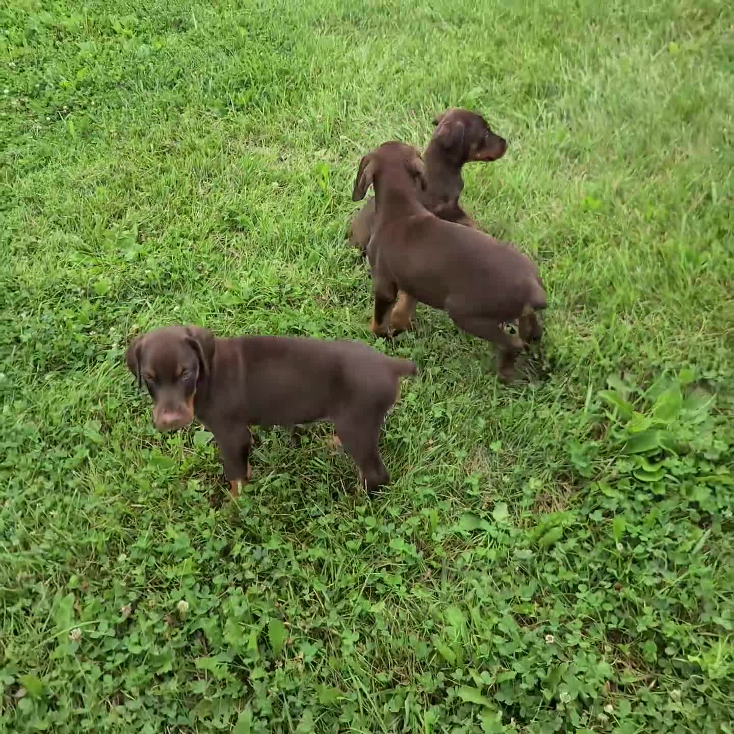 Doberman Pinscher dogs for sale: Buster - Video 1