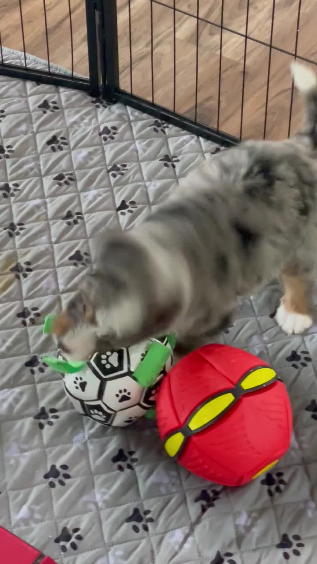 Bernedoodle dogs for sale: Ms. Oakley - Video 2