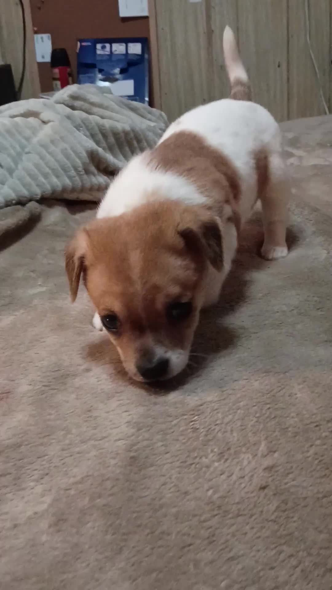 Chihuahua dogs for sale: Chihuahua 3 - Video 1