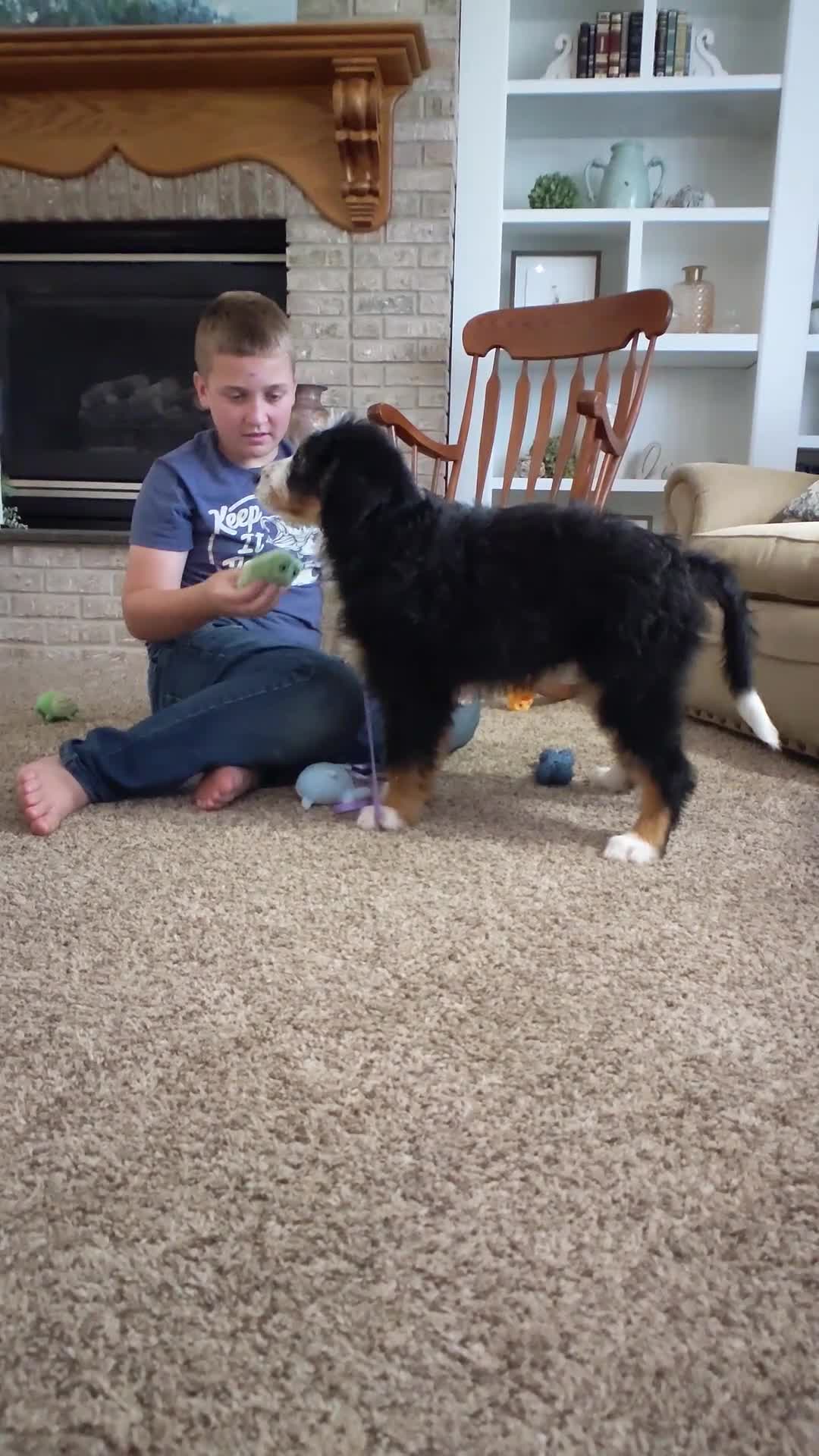 Bernedoodle dogs for sale: Shelly - Video 1