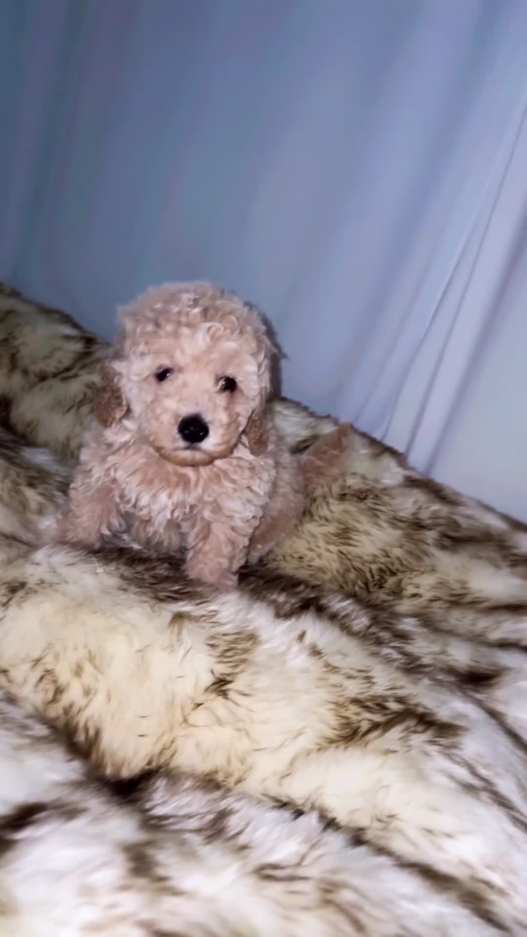 Toy Poodle dogs for sale: Toy Poodle Puppy 2 - Video 2