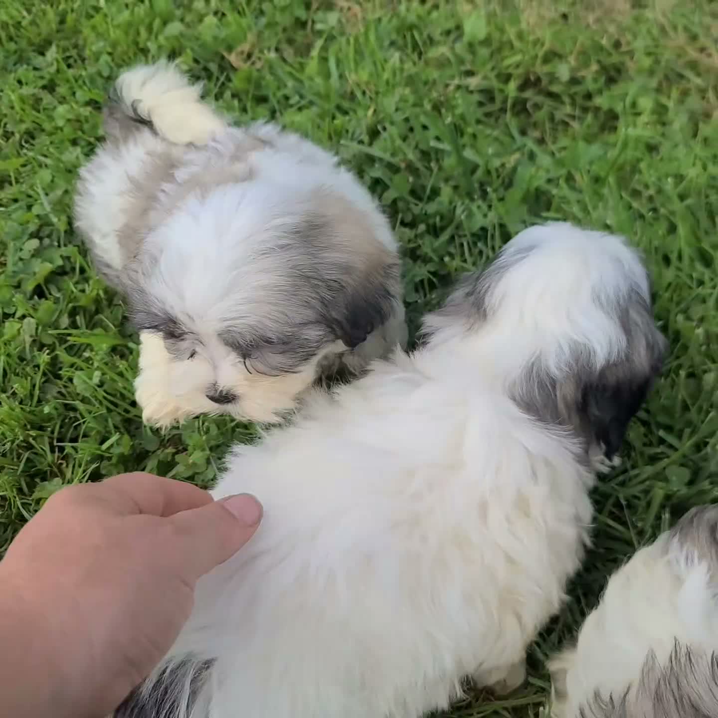 Malshi dogs for sale: Jewel - Video 2