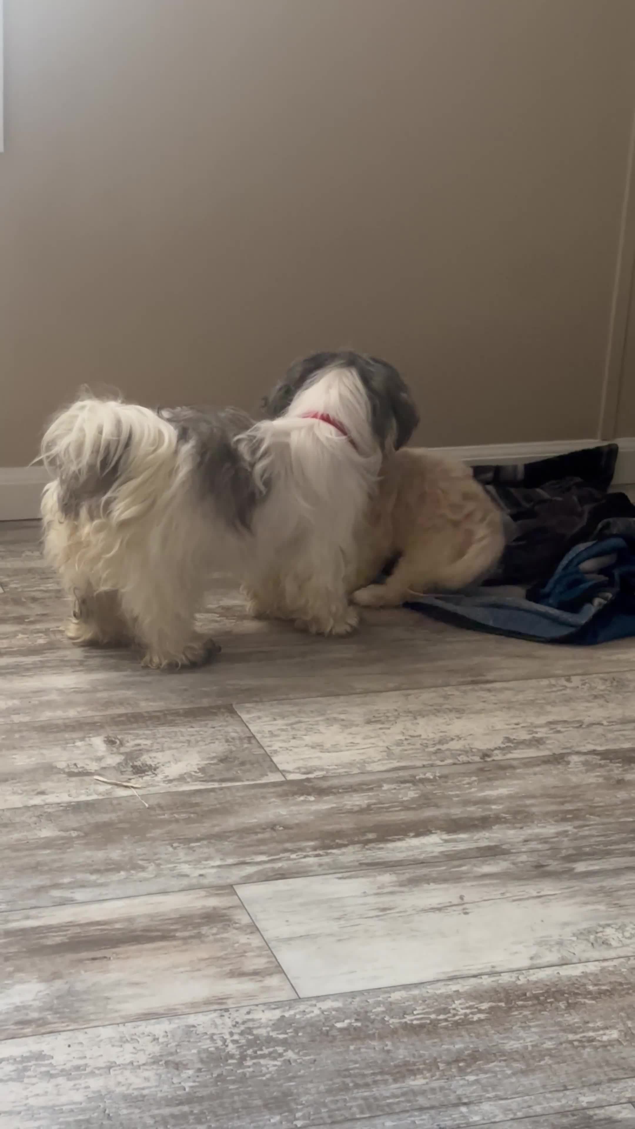 Shihpoo dogs for sale: Shihpoo Puppy 1 - Video 2