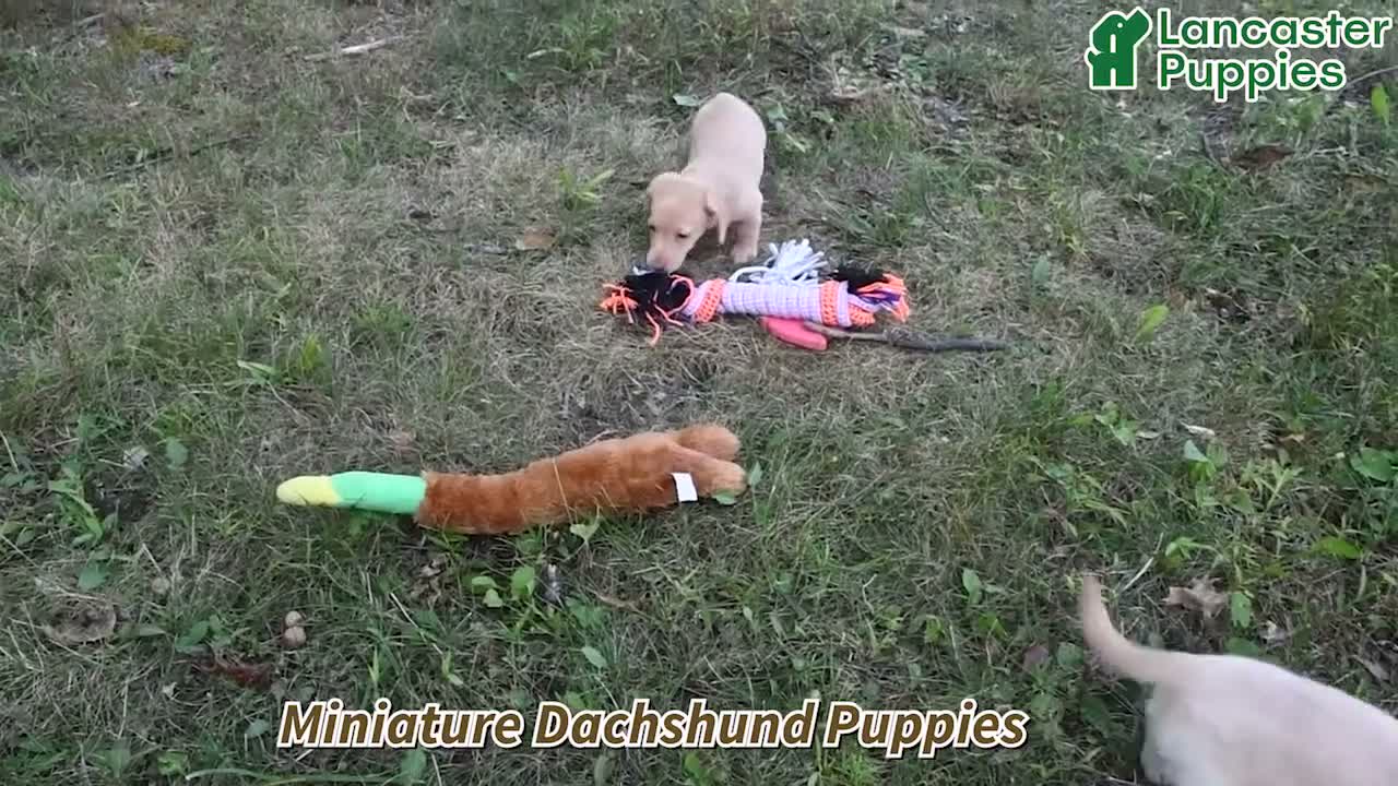 Miniature Dachshund dogs for sale: Osar - Video 1