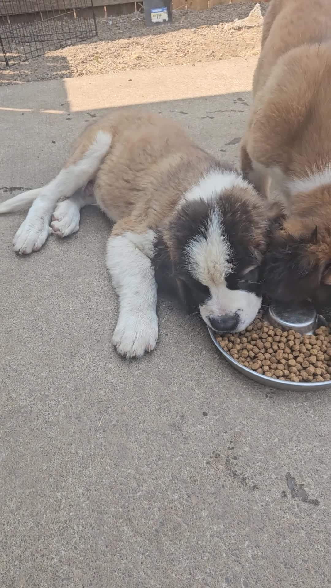 Saint Bernard dogs for sale: Saint Bernard 1 - Video 2