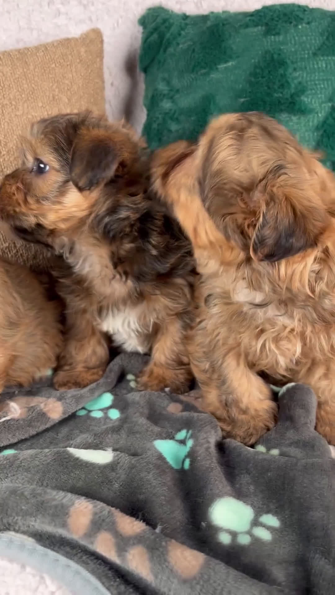 Shorkie dogs for sale: Isaac - Video 2