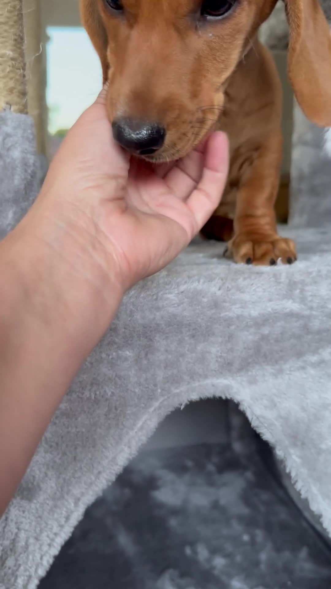 Dachshund dogs for sale: Dachshund Puppy 1 - Video 1