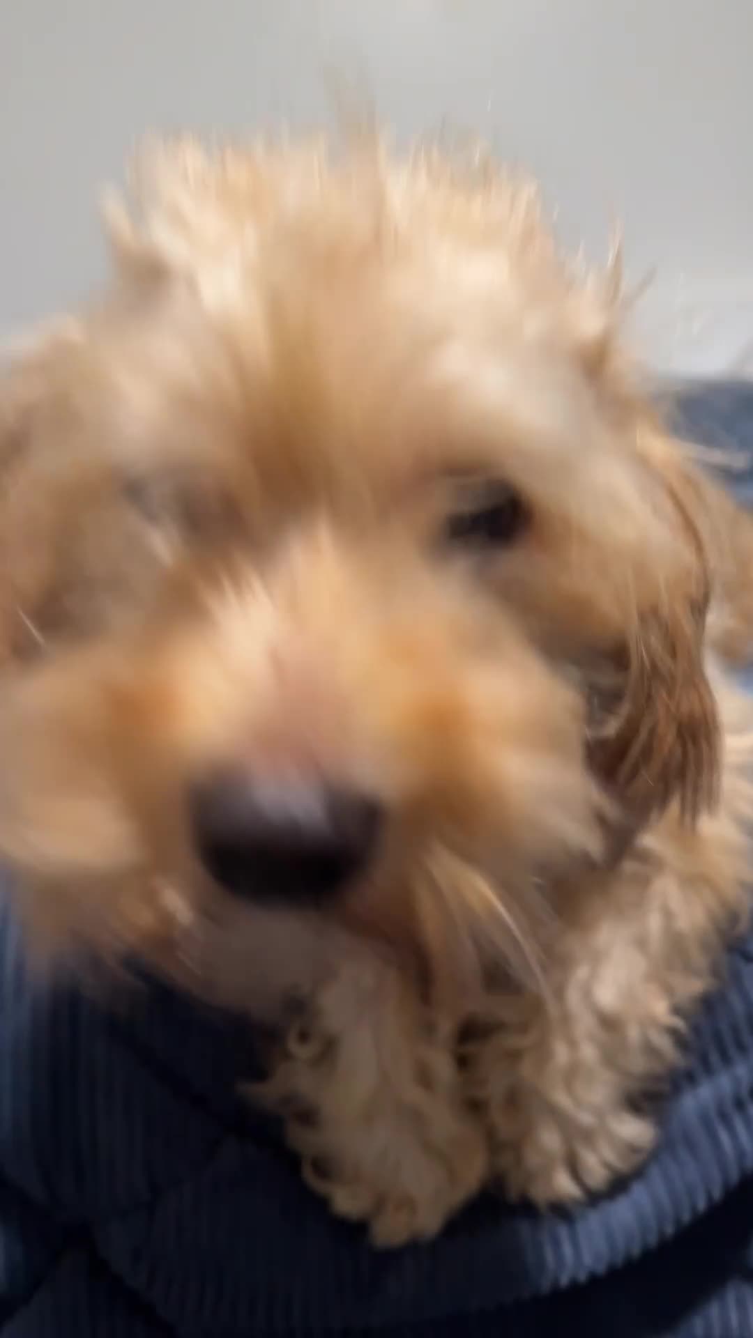 Havapoo dogs for sale: Ranger! - Video 1