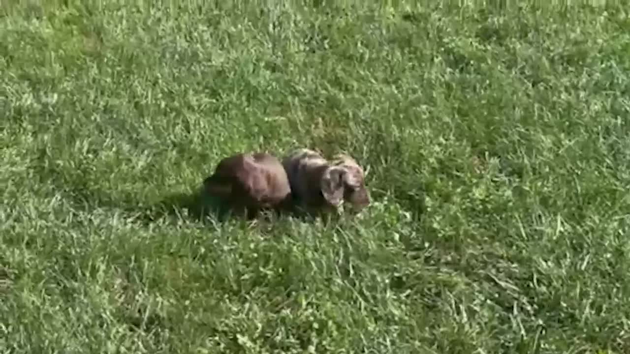 Miniature Dachshund dogs for sale: Hershey - Video 1