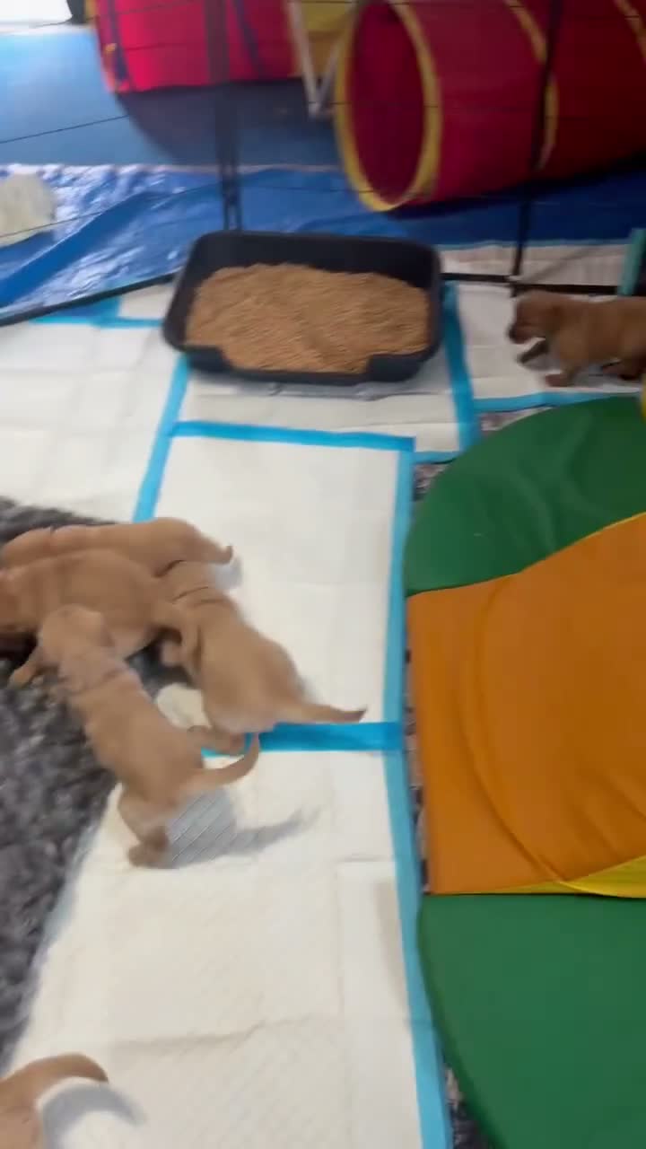 Golden Retriever dogs for sale: Green Collar - Video 1