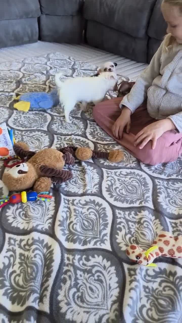Chihuahua dogs for sale: Panda - Video 1